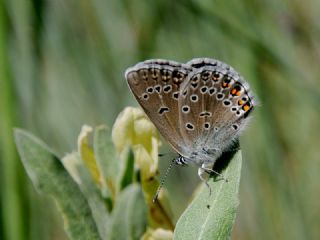 okgzl Amanda (Polyommatus amandus)