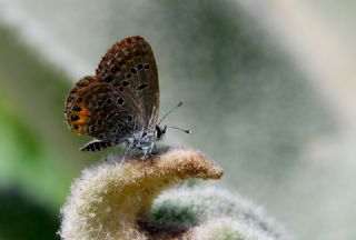 Mcevher Kelebei (Chilades trochylus)