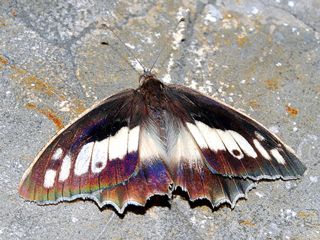 Cad (Chazara briseis)