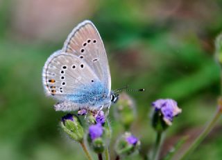 okgzl Gzel Mavi (Polyommatus bellis)