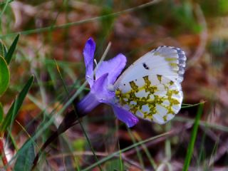 Turuncu Ssl (Anthocharis cardamines)