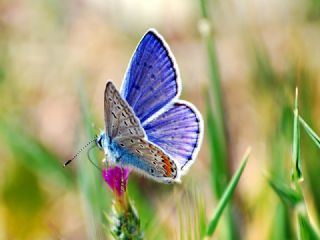 okgzl Mavi (Polyommatus icarus)