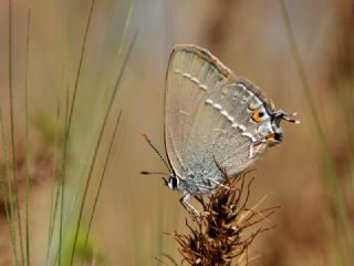 Sevbeni (Satyrium abdominalis)