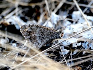 Step Cads (Chazara anthe)