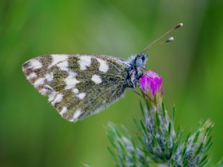 Yeni Beneklimelek (Pontia edusa)