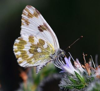 Yeni Beneklimelek (Pontia edusa)