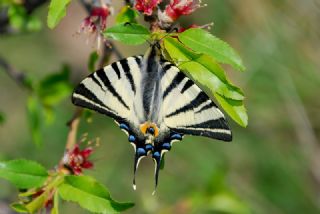 Erik Krlangkuyruk (Iphiclides podalirius)