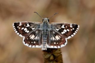 Gzel Zpzp (Pyrgus cinarae)