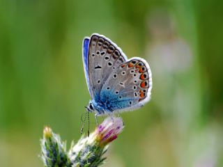 okgzl Mavi (Polyommatus icarus)