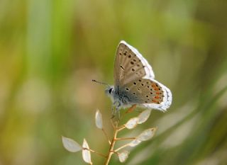 Himalaya Mavisi (Pseudophilotes vicrama)