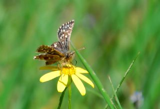 Ege Zpzp (Pyrgus melotis)