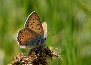 Byk Mor Bakr Gzeli (Lycaena alciphron)