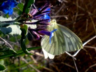 Yalanc Beyazmelek (Pieris pseudorapae)