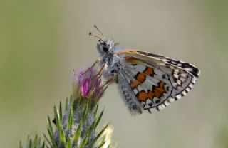 Sar Bandl Zpzp (Pyrgus sidae)