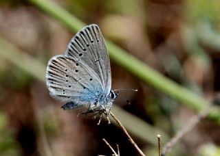 Tr almalar ([unknown genus] n/a)