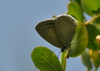 Kutsal Mavi (Celastrina argiolus)