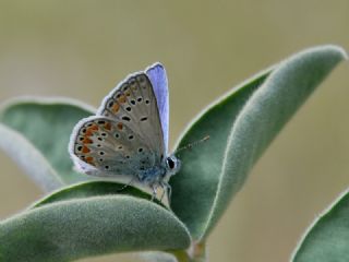 Tr almalar ([unknown genus] n/a)