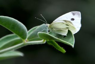 Tr almalar ([unknown genus] n/a)