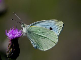 Kk Beyazmelek (Pieris rapae)