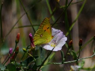 Sar Azamet (Colias croceus)