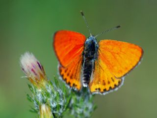 Kk Ate Gzeli (Lycaena thersamon)