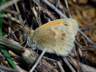 Kk Zpzp Perisi (Coenonympha pamphilus)