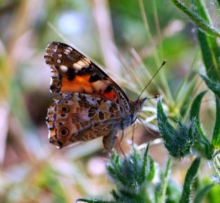 Diken Kelebei (Vanessa cardui)