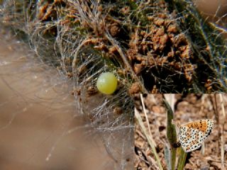 Benekli parhan (Melitaea didyma)