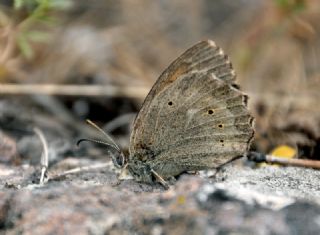 Kaya Esmeri (Kirinia clymene)