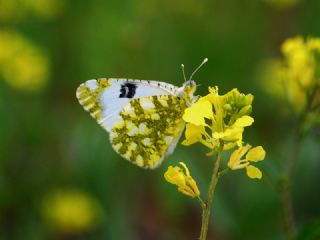 Da Oykls (Euchloe ausonia)