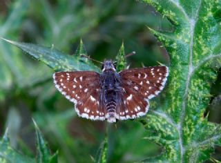 Kzl Zpzp (Spialia orbifer)