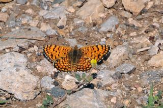 Benekli Byk parhan (Melitaea phoebe)