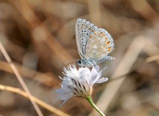 okgzl Gk Mavisi (Polyommatus bellargus)