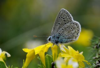 okgzl Meneke Mavisi (Polyommatus thersites)