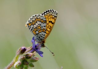 parhan (Melitaea cinxia)