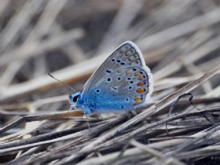 okgzl Meneke Mavisi (Polyommatus thersites)