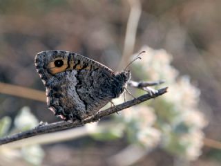 Seyit (Arethusana arethusa)