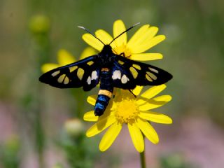 Tr almalar ([unknown genus] n/a)