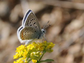 okgzl Kk Turan Mavisi (Polyommatus cornelius)