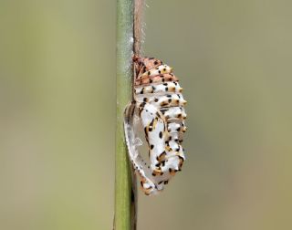 Gzel Nazuum (Euphydryas orientalis)