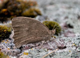 Esmerperi (Hyponephele lupina)