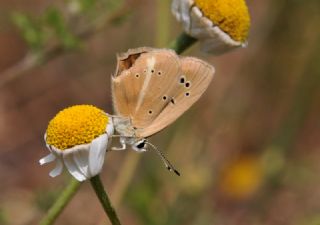 okgzl Anadolu Beyaz (Polyommatus menalcas)