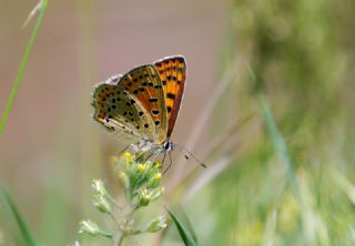 sli Bakr Gzeli (Lycaena tityrus)