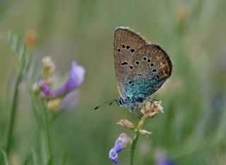 okgzl Rus Mavisi (Polyommatus coelestina)