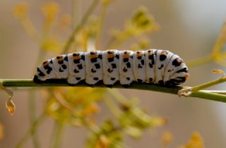 Kaplan Krlangkuyruk (Papilio alexanor)