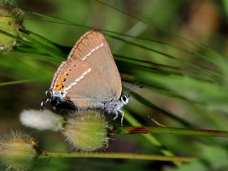 Gzel Sevbeni (Satyrium spini)