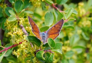 Byk Mor Bakr Gzeli (Lycaena alciphron)