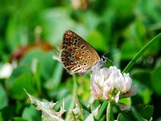 Tr almalar ([unknown genus] n/a)
