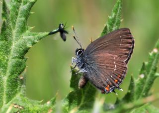 Byk Sevbeni (Satyrium ilicis)