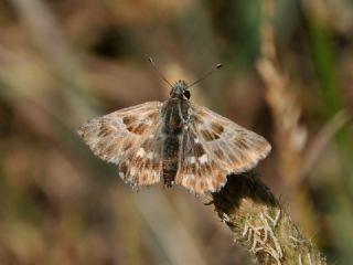 ark Zpzp (Carcharodus orientalis)